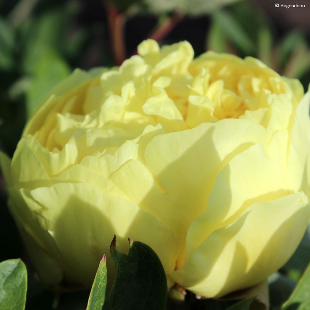 Peonia Itoh Yellow Crown