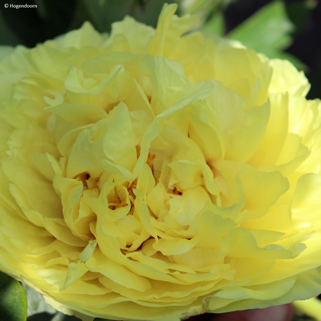 Peonia Itoh Yellow Crown