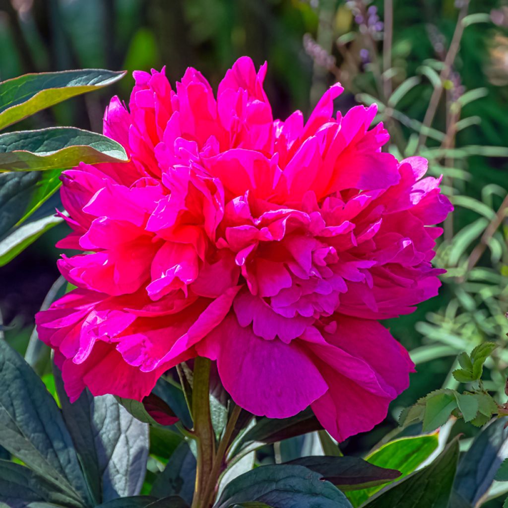 Peonia lactiflora Adolphe Rousseau