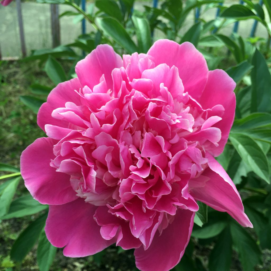 Peonia lactiflora Amabilis