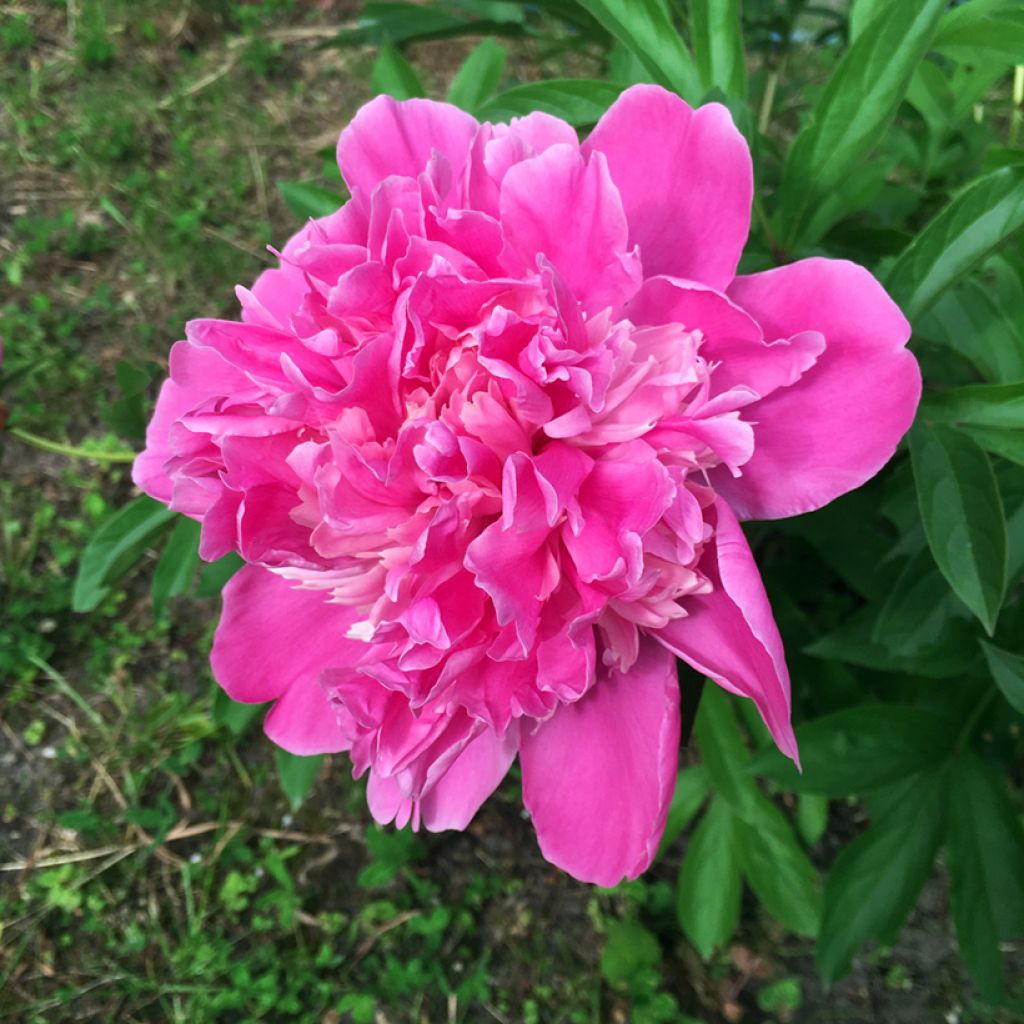 Peonia lactiflora Amabilis