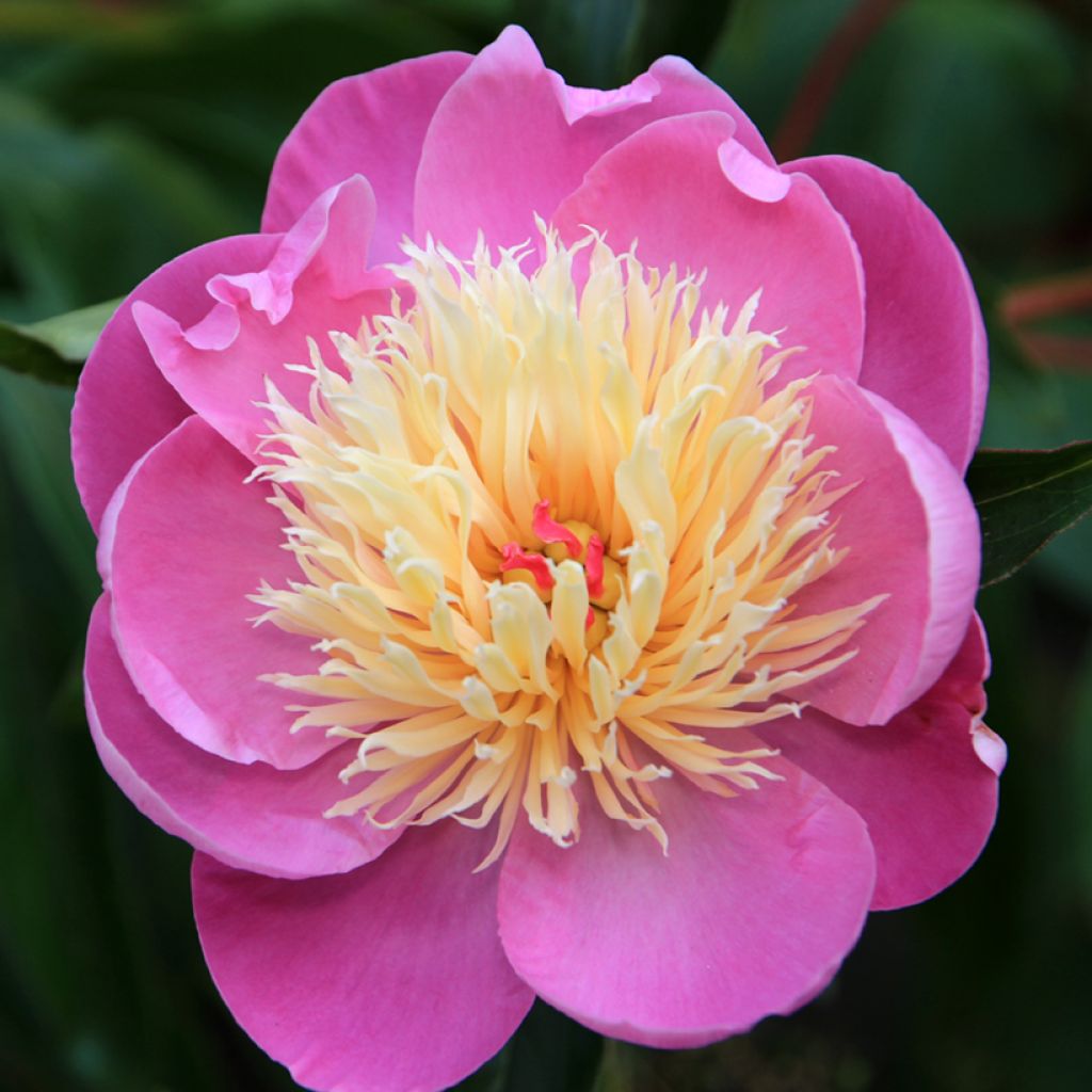 Peonia lactiflora Bowl of Beauty