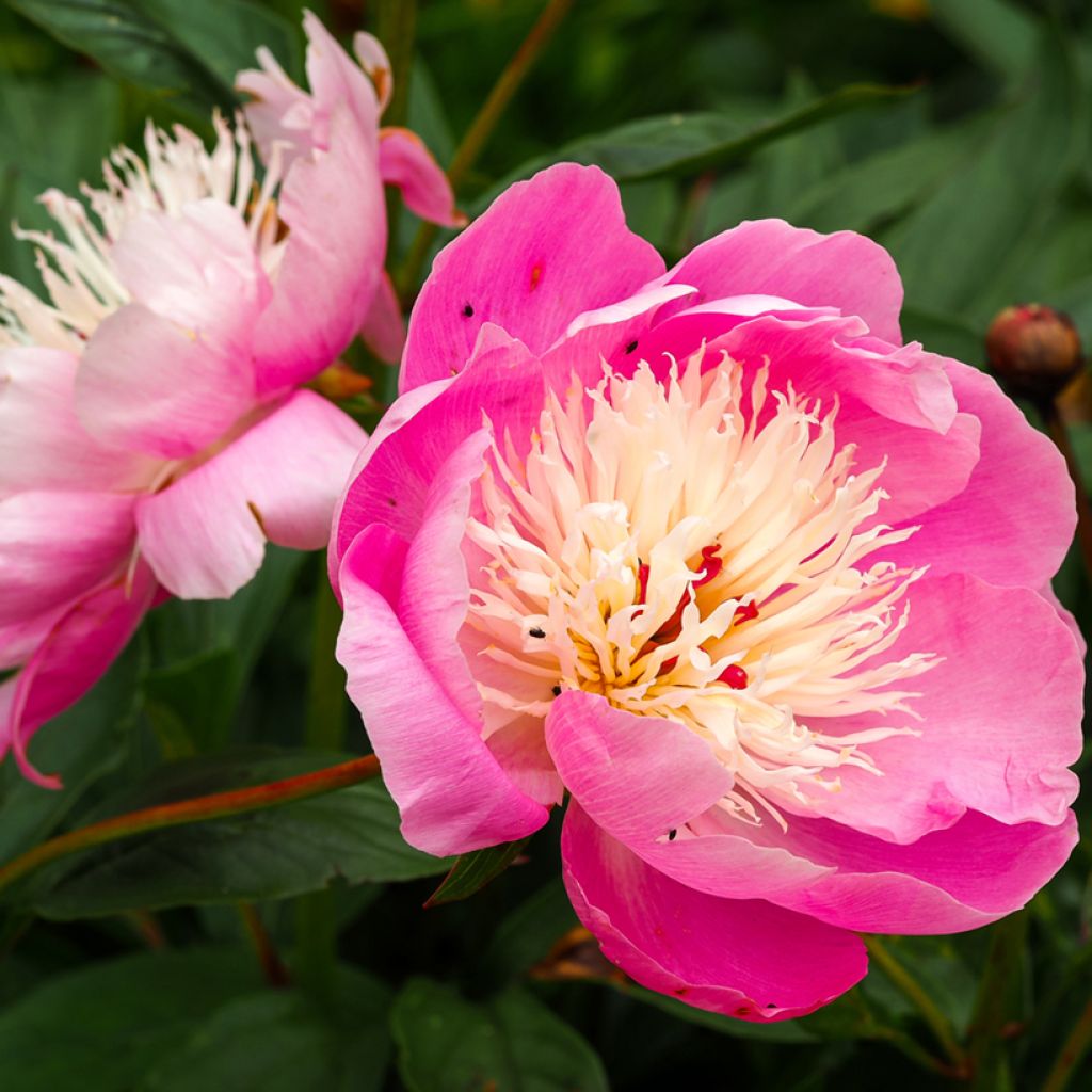 Peonia lactiflora Bowl of Beauty