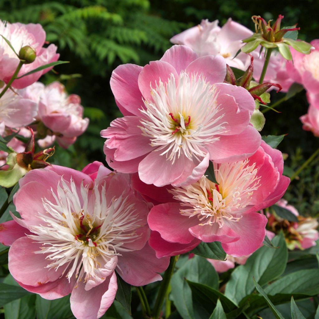 Peonia lactiflora Bowl of Beauty