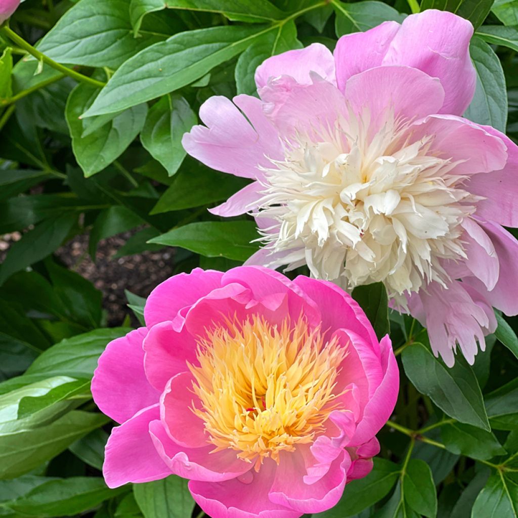 Peonia lactiflora Bowl of Beauty