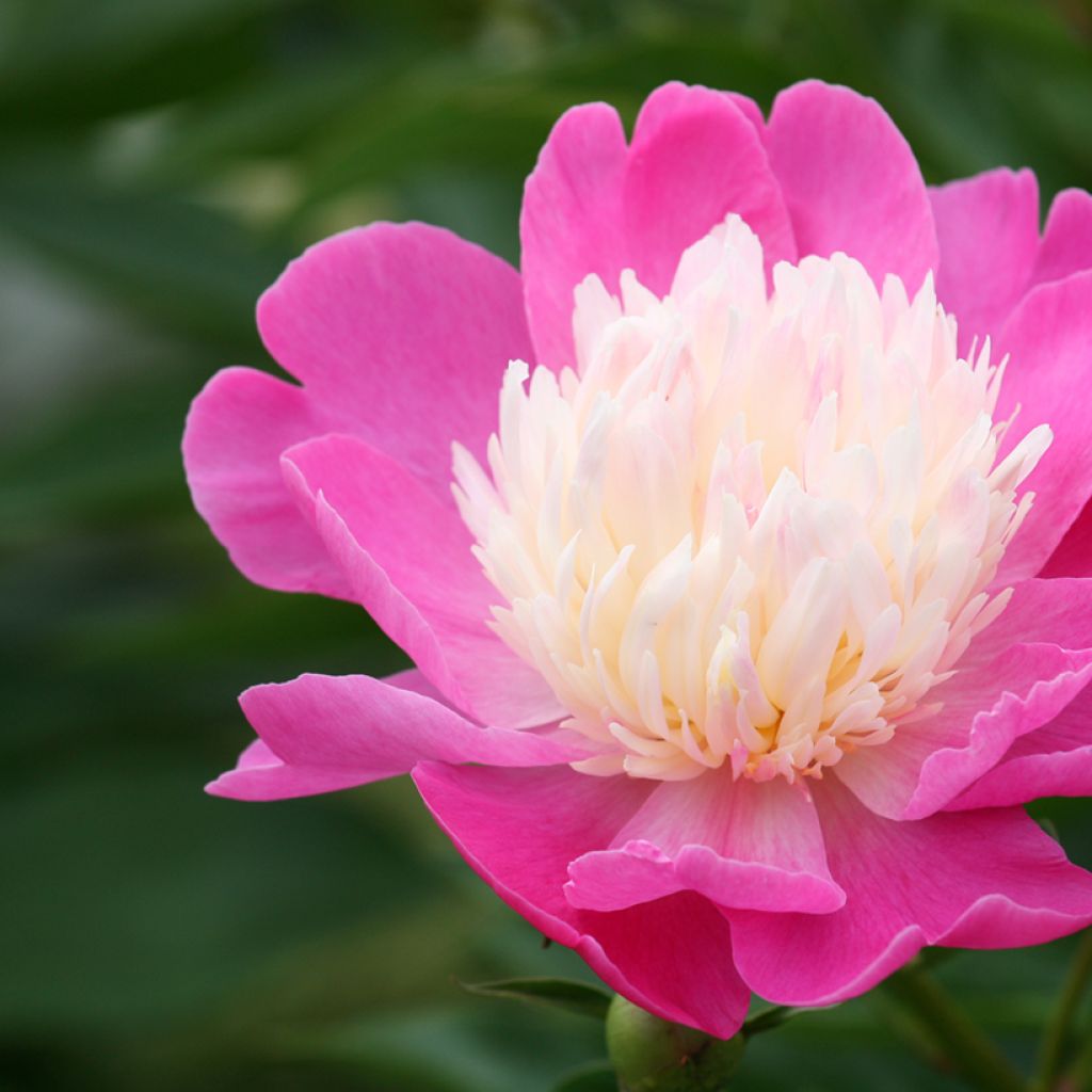 Peonia lactiflora Bowl of Beauty