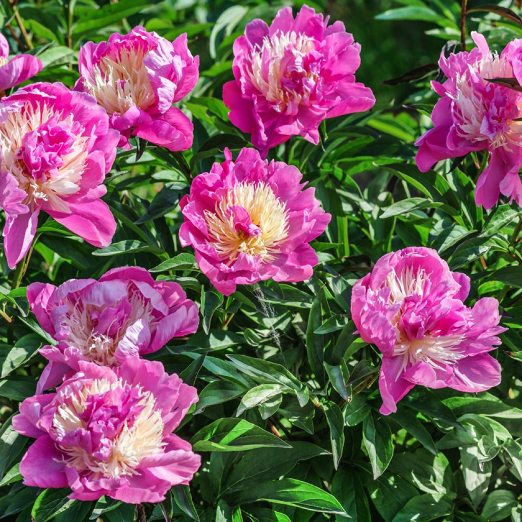 Peonia lactiflora Bowl of Beauty