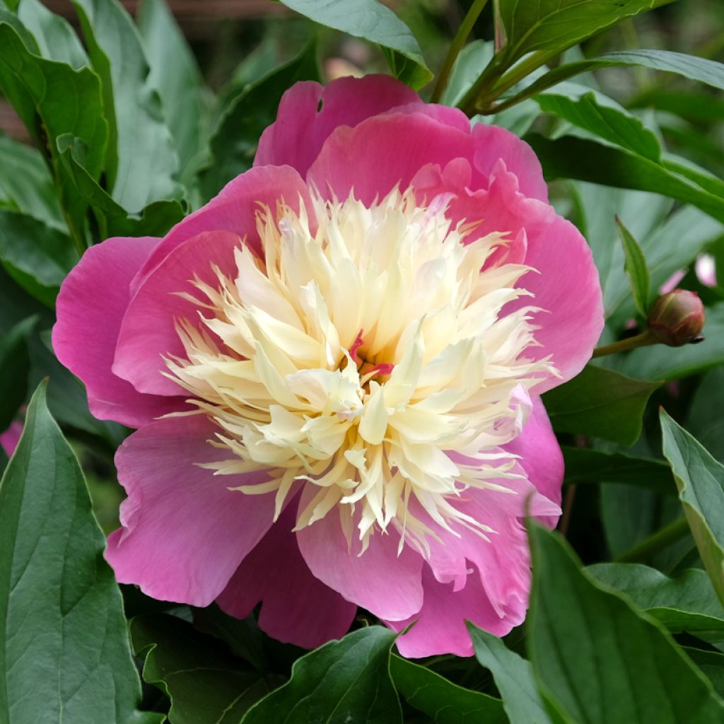 Peonia lactiflora Bowl of Beauty