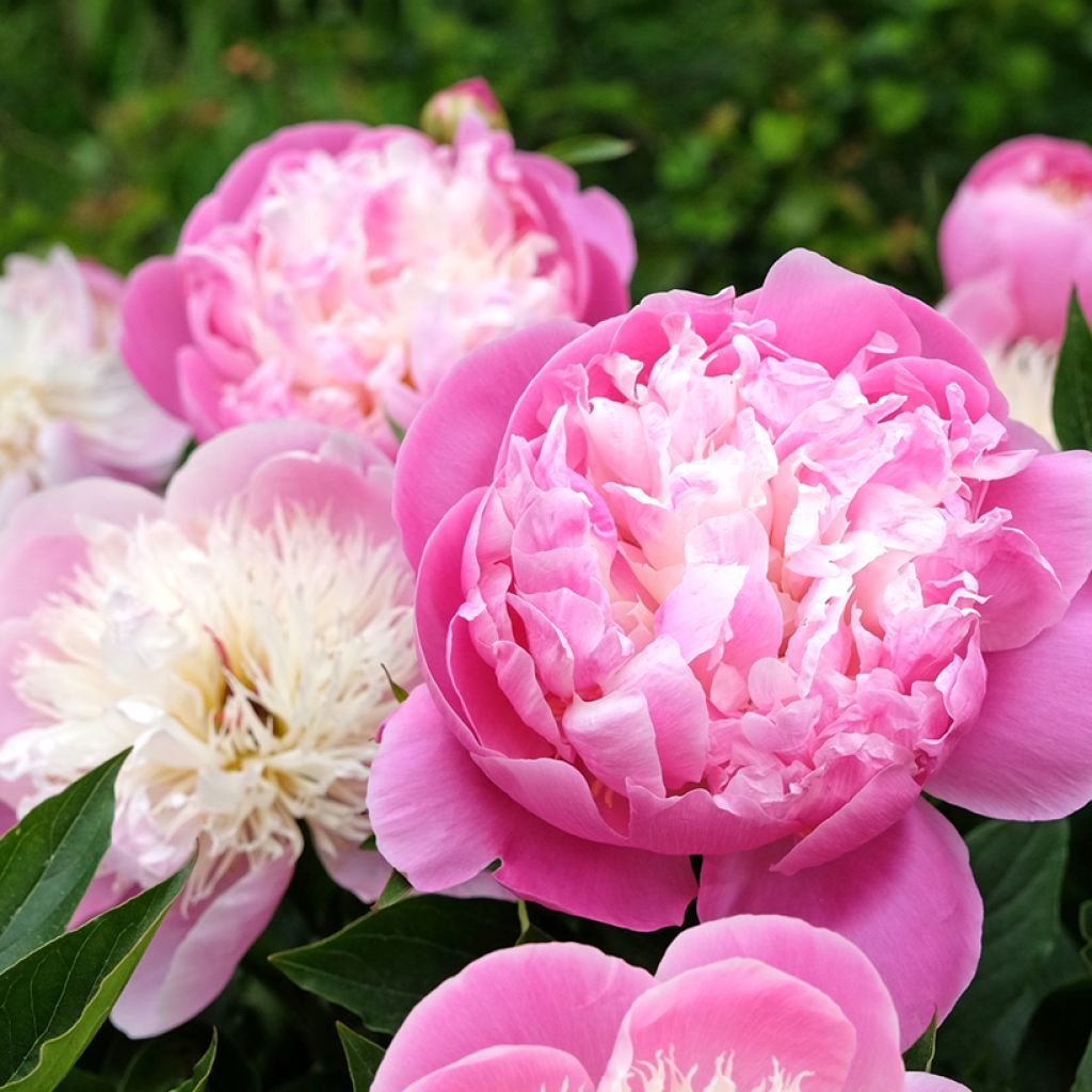 Peonia lactiflora Bowl of Beauty