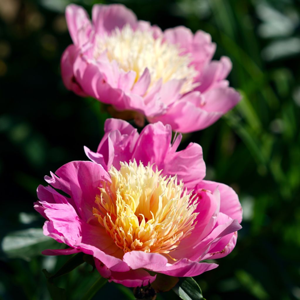 Peonia lactiflora Bowl of Beauty