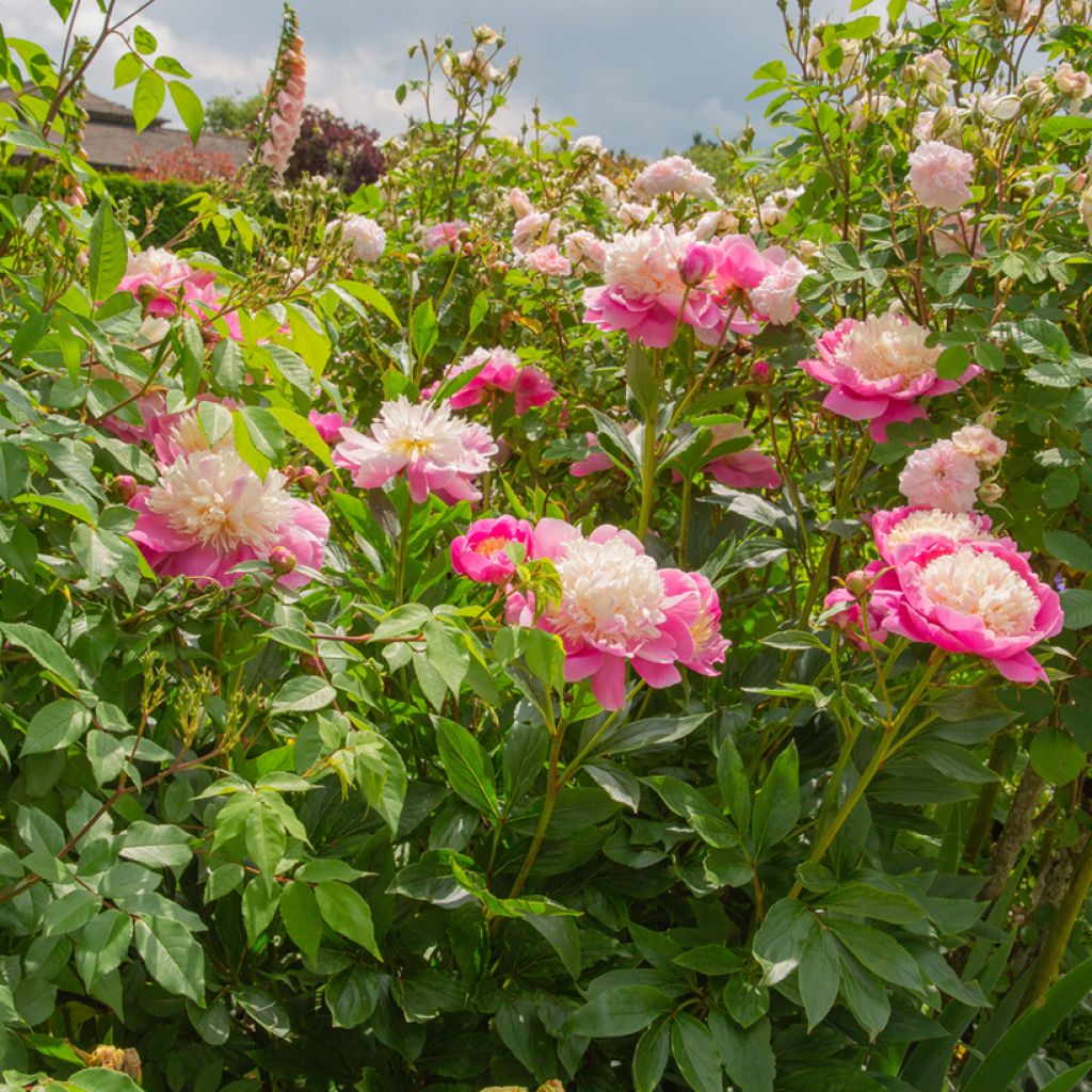 Peonia lactiflora Bowl of Beauty