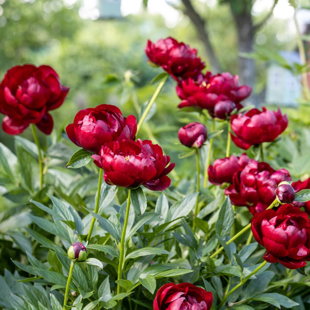 Peonia lactiflora Buckeye Belle