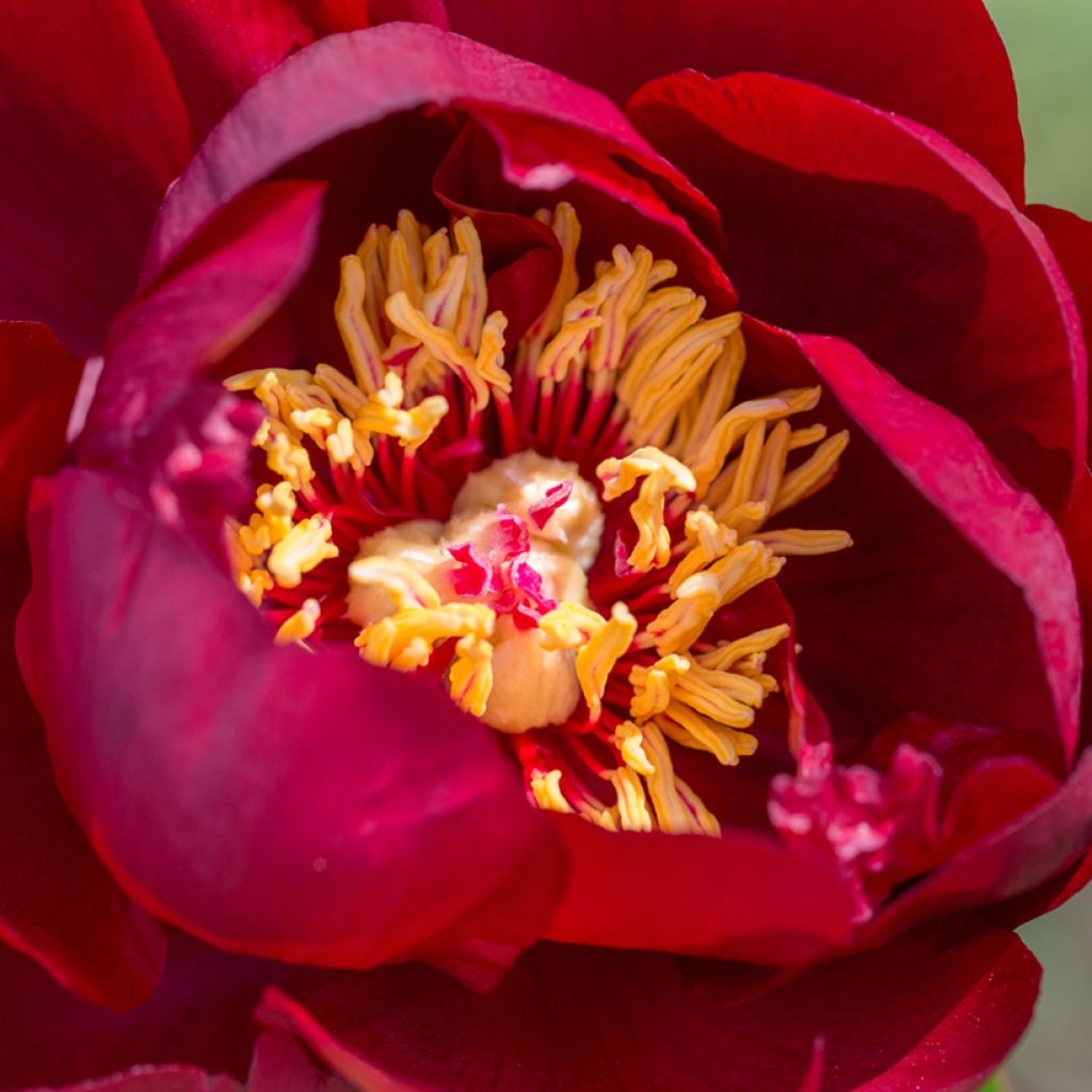 Peonia lactiflora Buckeye Belle