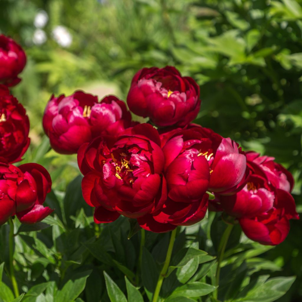 Peonia lactiflora Buckeye Belle