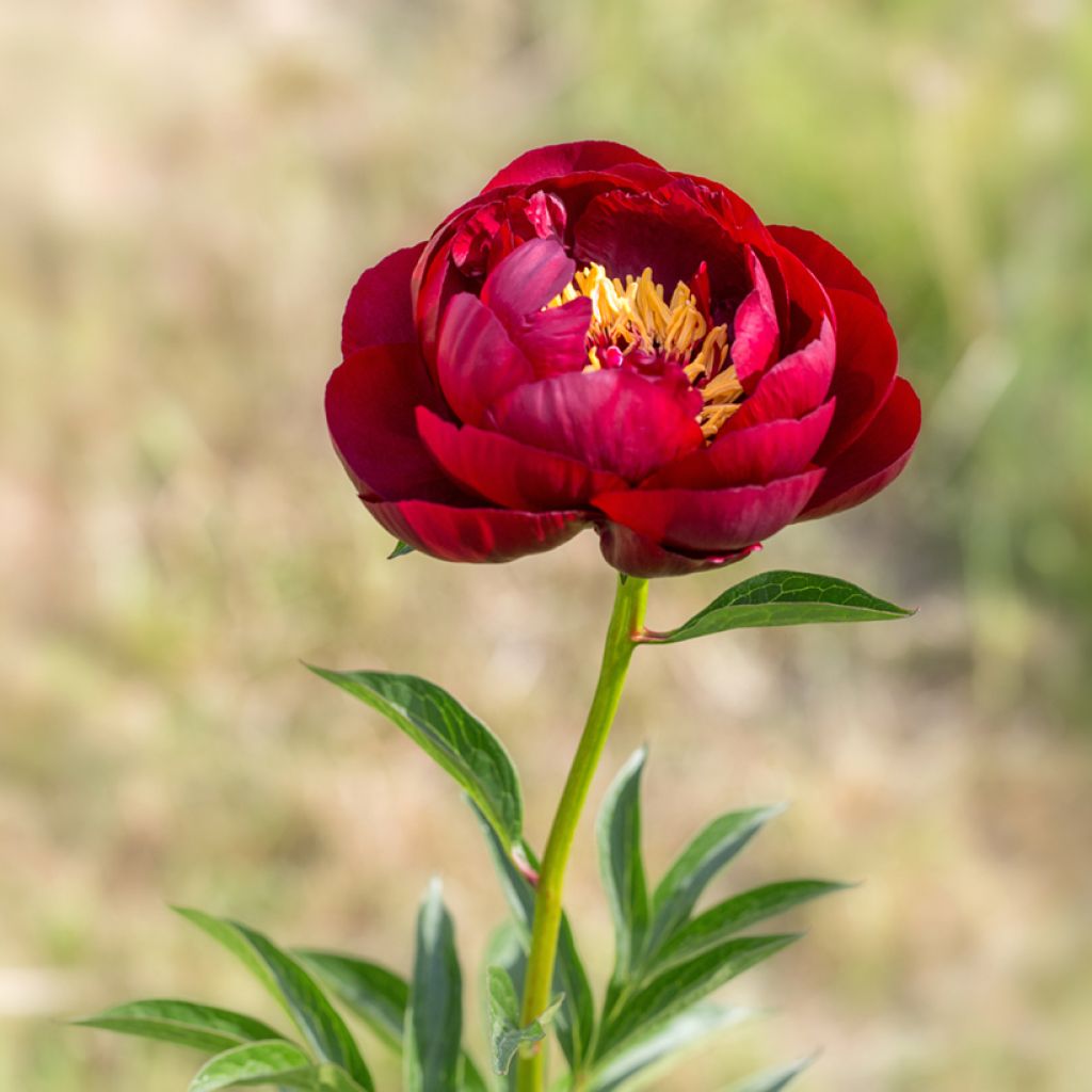 Peonia lactiflora Buckeye Belle