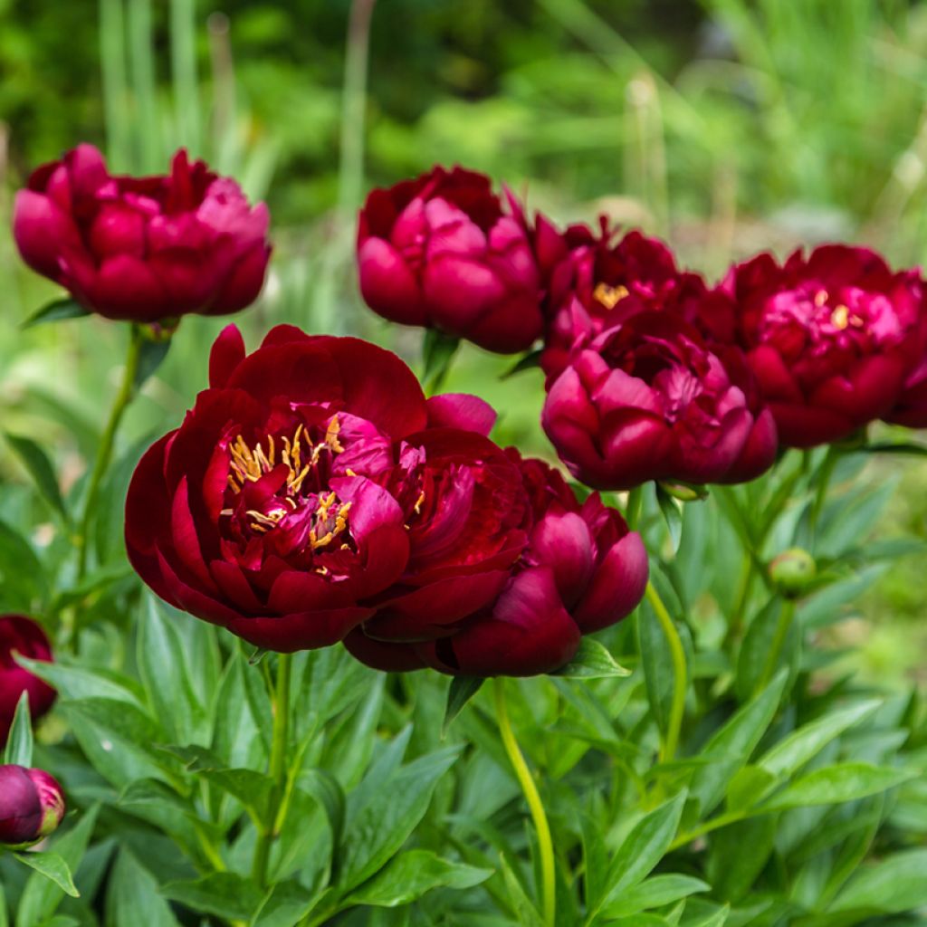 Peonia lactiflora Buckeye Belle