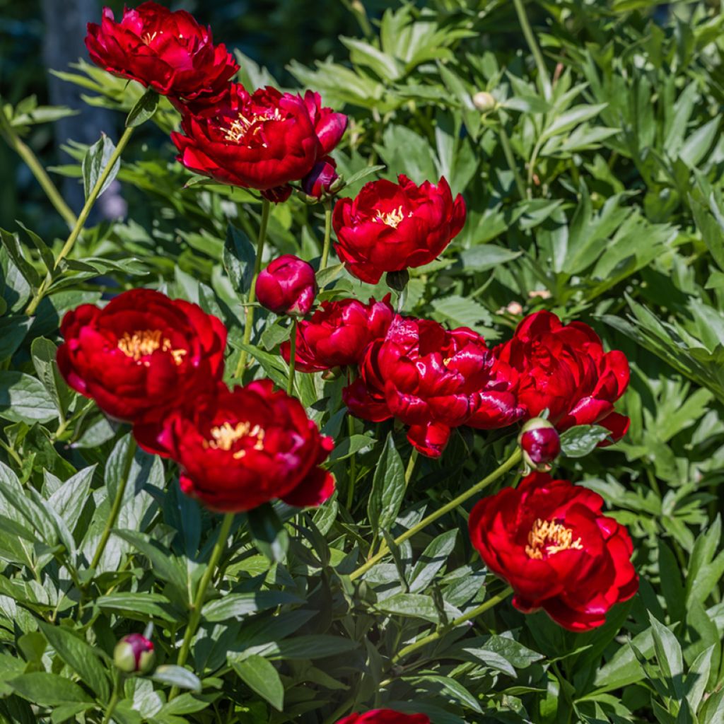 Peonia lactiflora Buckeye Belle