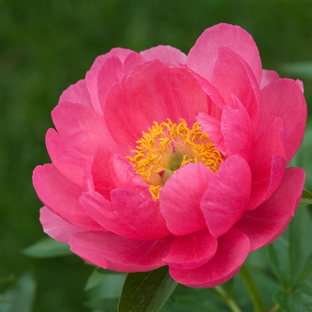 Peonia lactiflora Cytherea