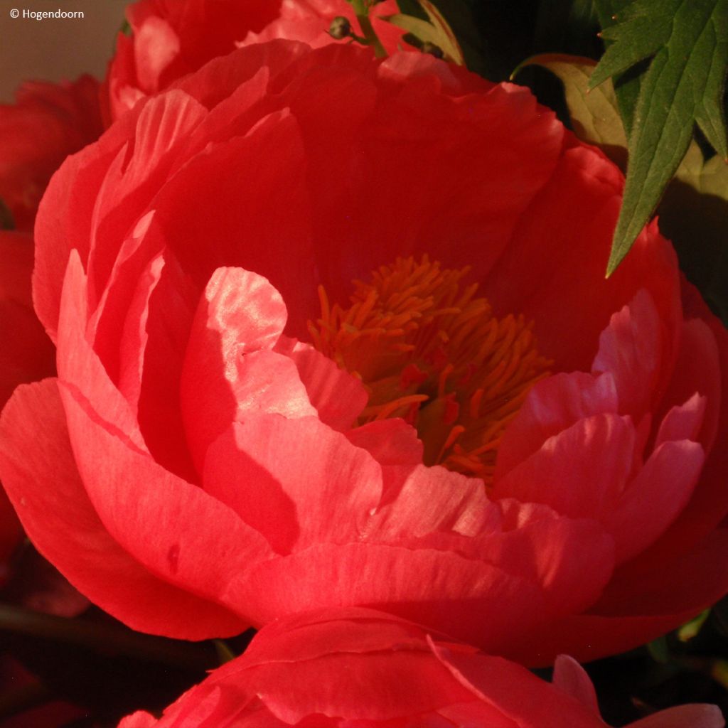 Peonia lactiflora Cytherea