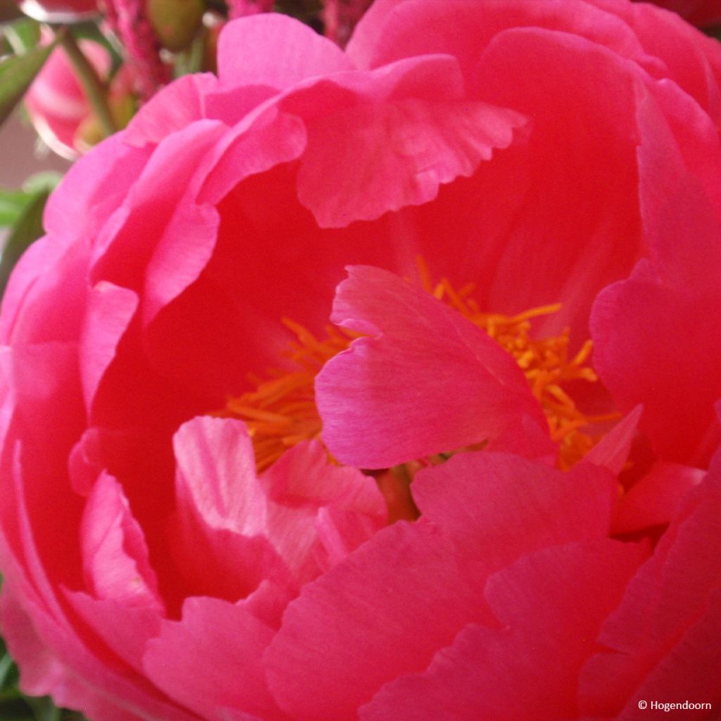 Peonia lactiflora Cytherea