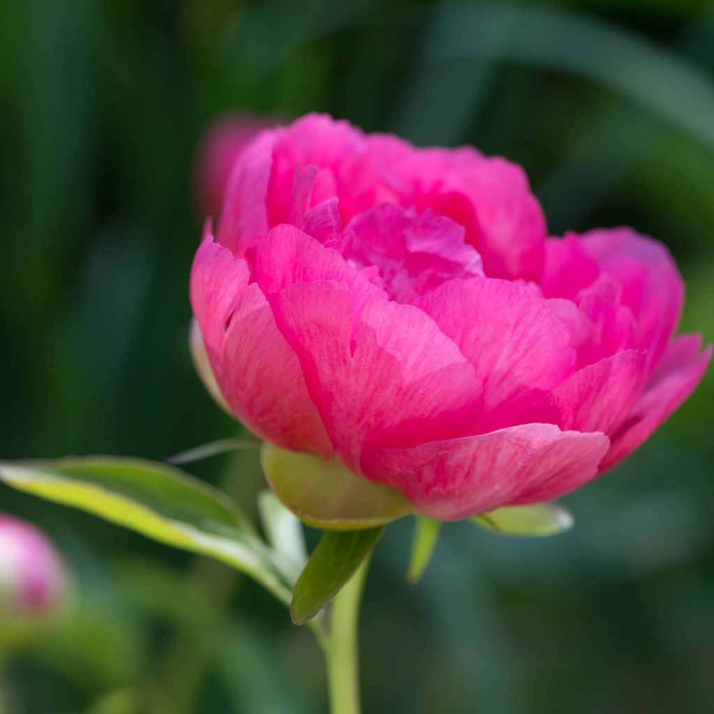 Peonia lactiflora Cytherea