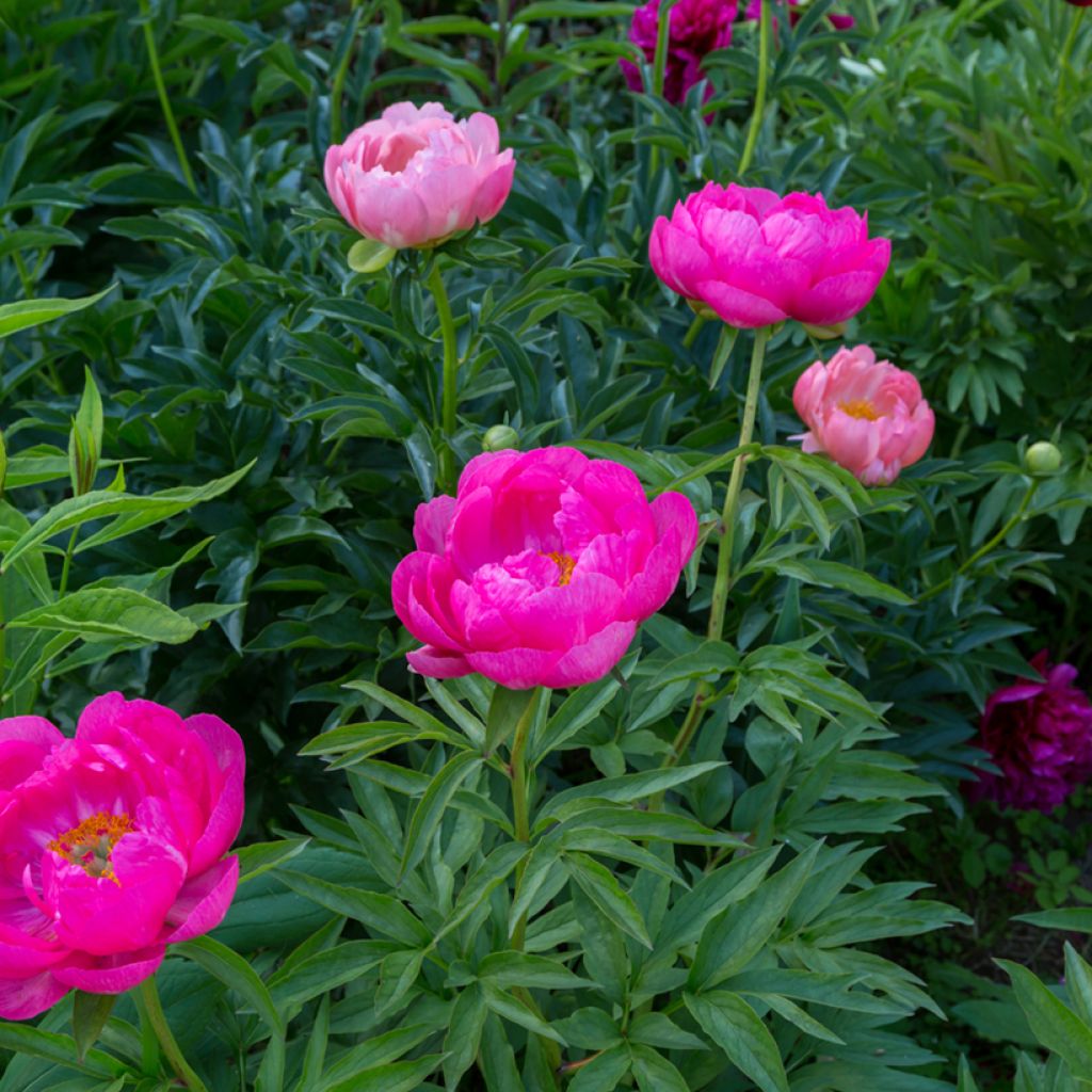 Peonia lactiflora Cytherea