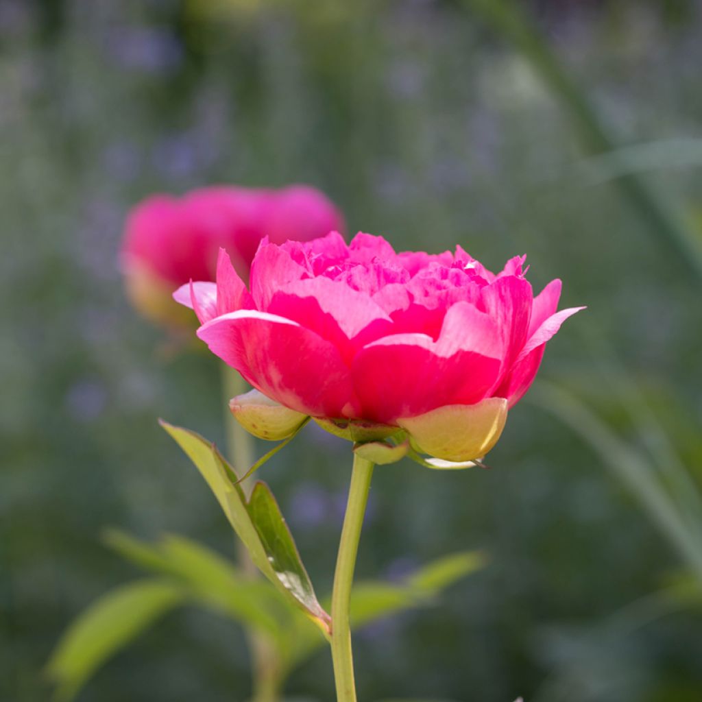 Peonia lactiflora Cytherea