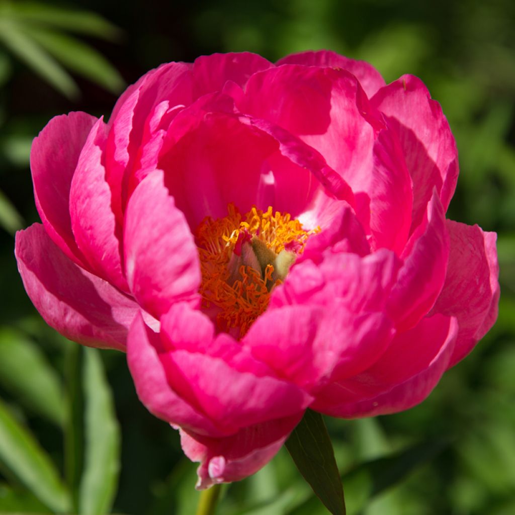 Peonia lactiflora Cytherea