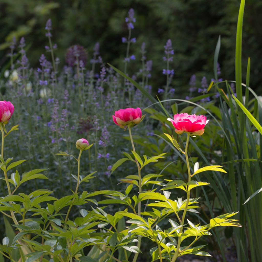 Peonia lactiflora Cytherea