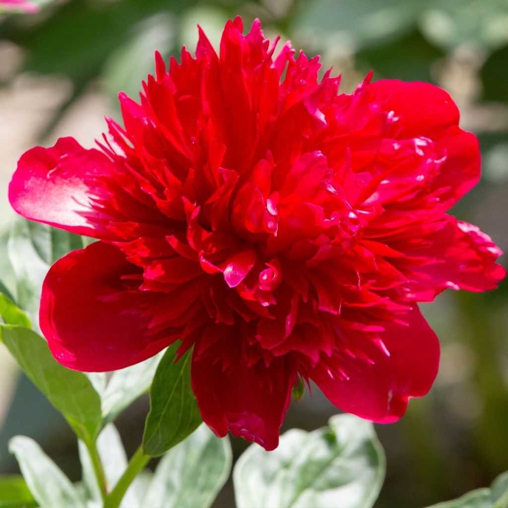 Peonia lactiflora Diana Parks