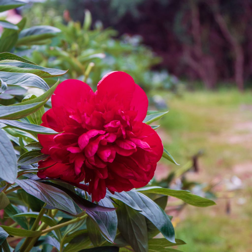 Peonia lactiflora Diana Parks