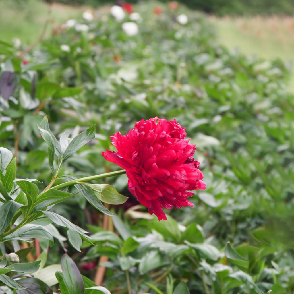 Peonia lactiflora Diana Parks