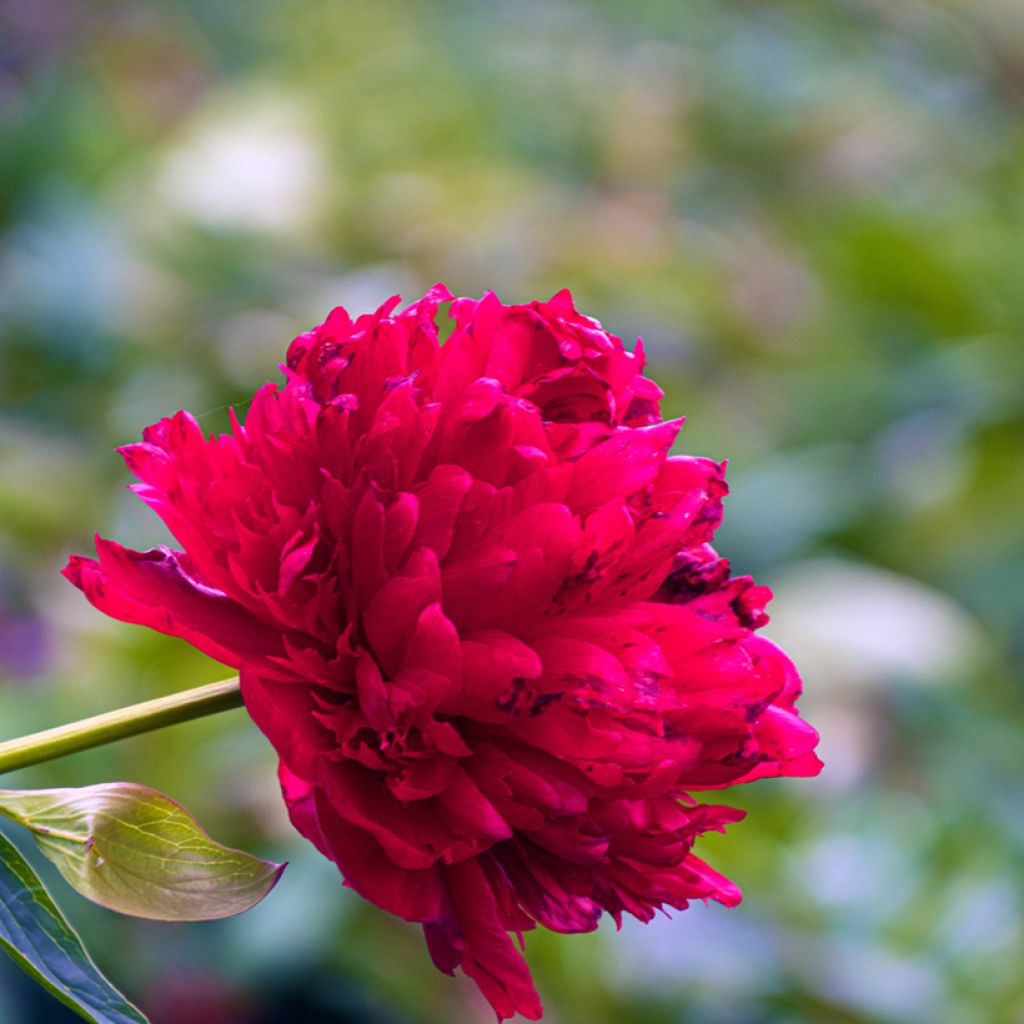 Peonia lactiflora Diana Parks