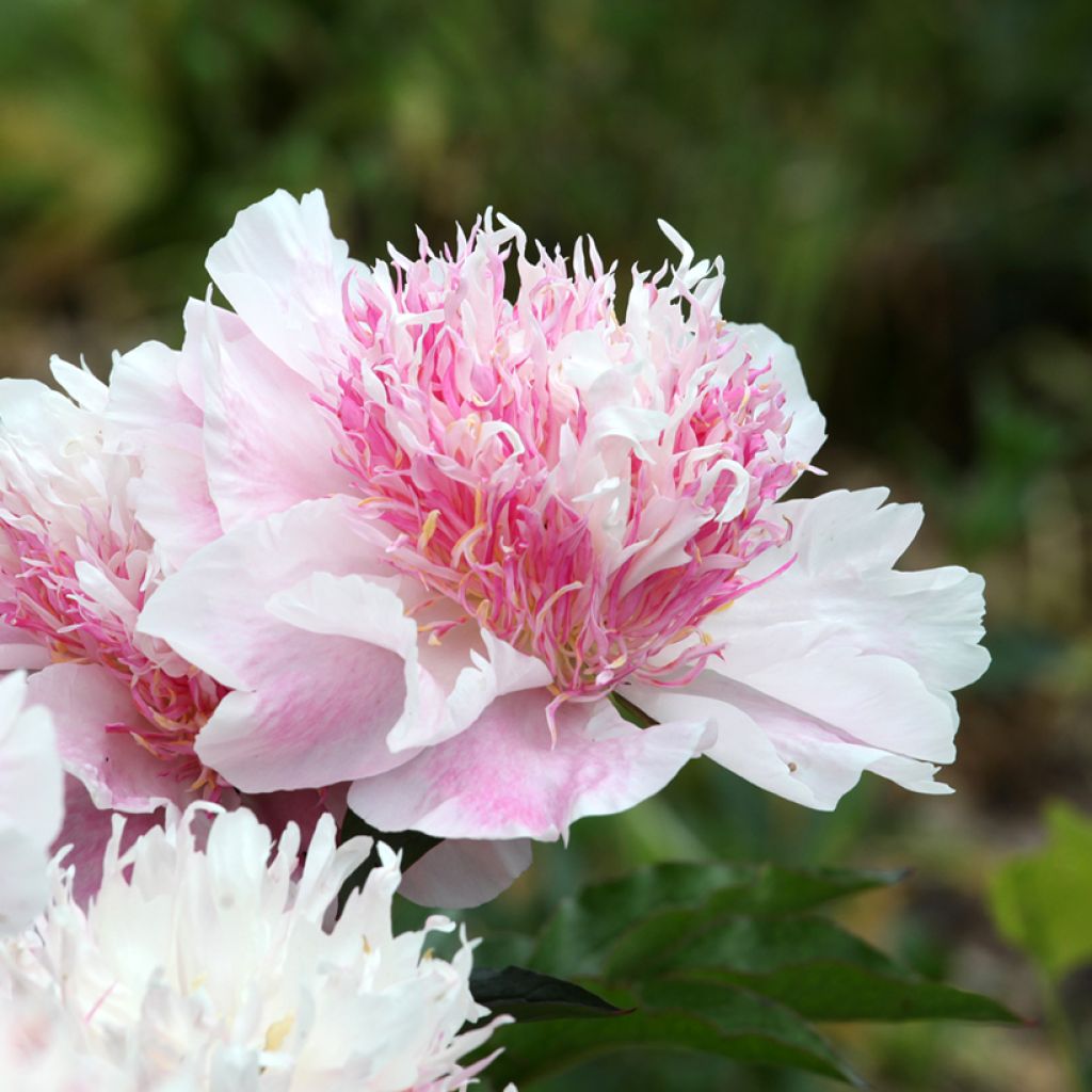 Peonia lactiflora Do Tell