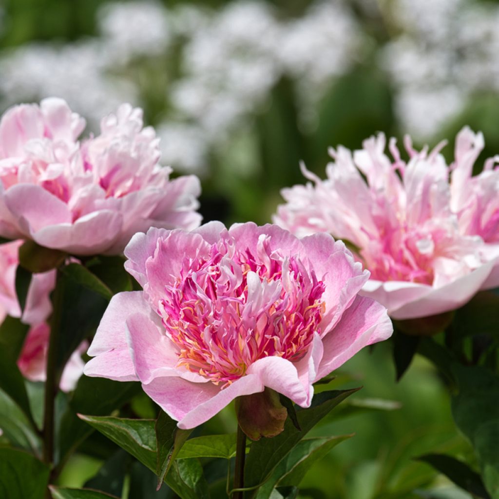 Peonia lactiflora Do Tell