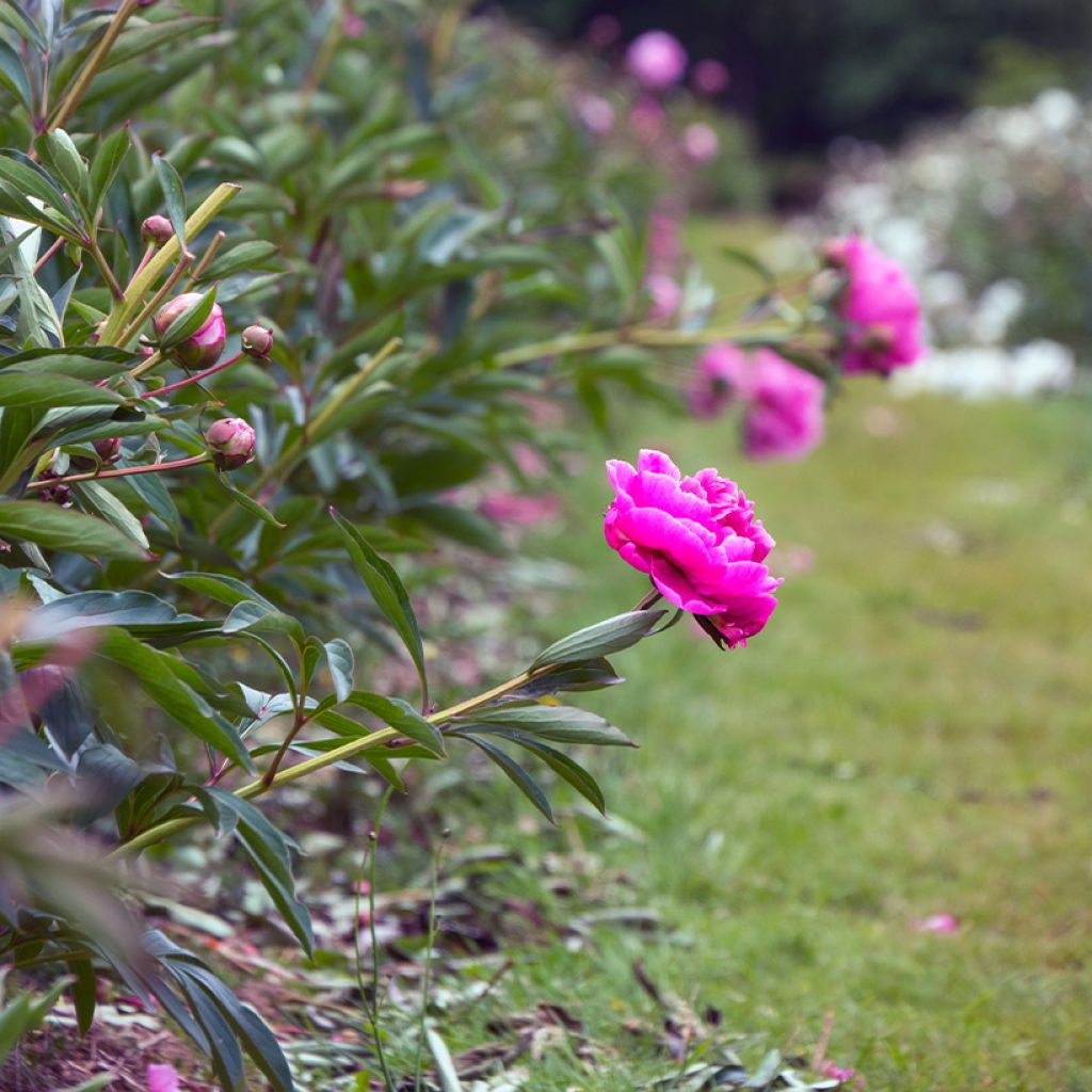 Peonia lactiflora Dr Alexander Fleming