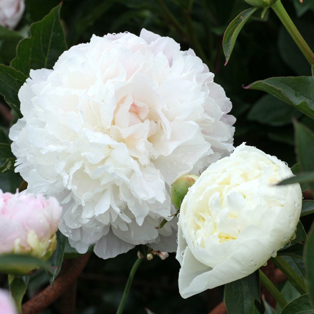 Peonia lactiflora Duchesse de Nemours