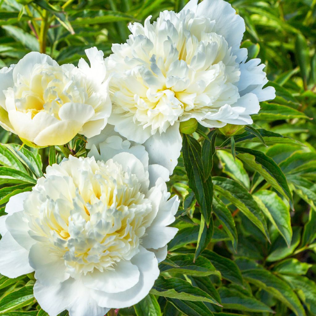 Peonia lactiflora Duchesse de Nemours