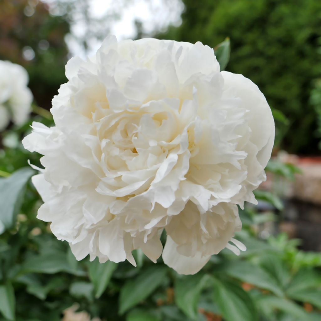 Peonia lactiflora Duchesse de Nemours