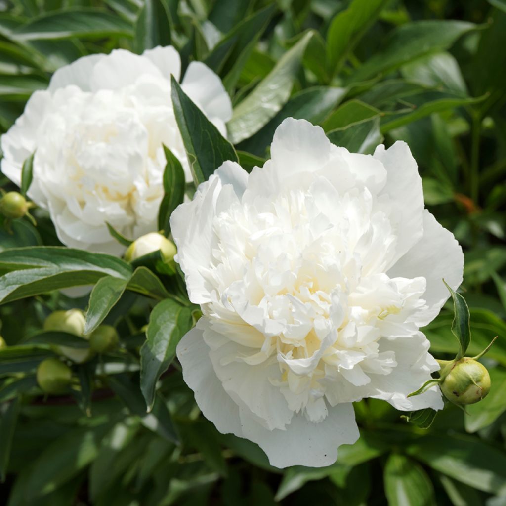 Peonia lactiflora Duchesse de Nemours