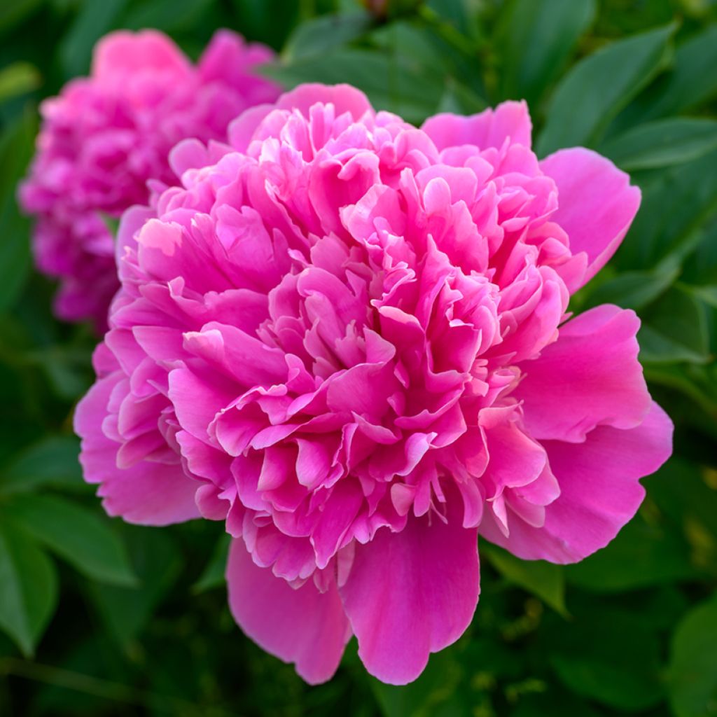 Peonia lactiflora Edulis Superba