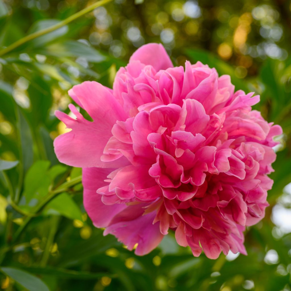 Peonia lactiflora Edulis Superba