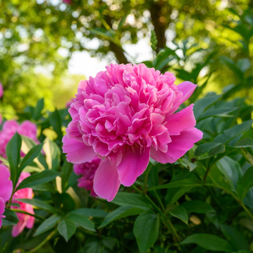 Peonia lactiflora Edulis Superba