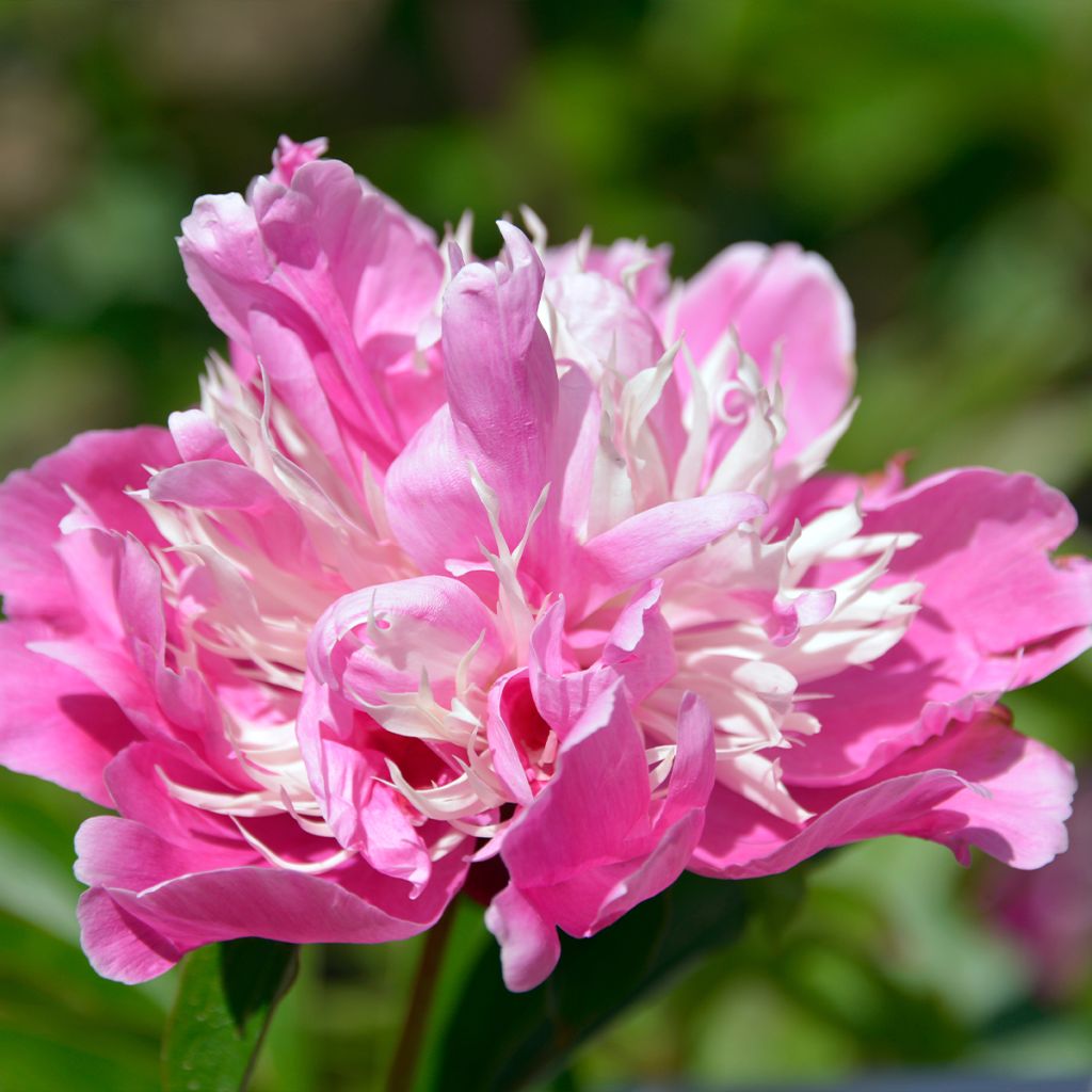 Pivoine lactiflora Fantastic