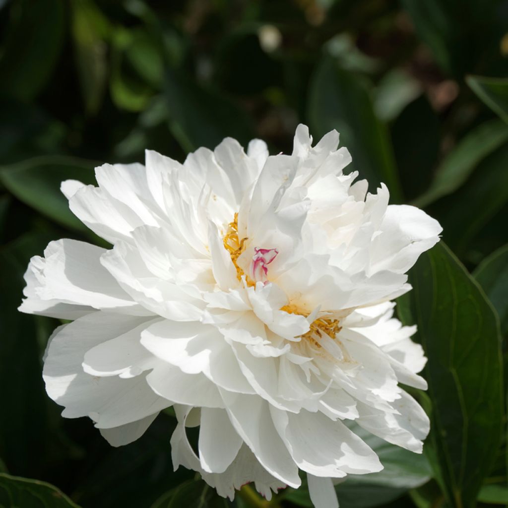 Peonia lactiflora Festiva Maxima