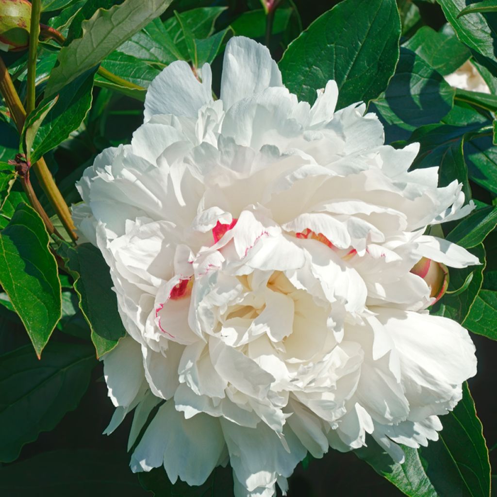 Peonia lactiflora Festiva Maxima