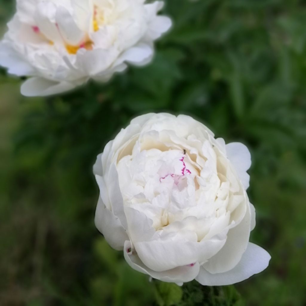 Peonia lactiflora Festiva Maxima