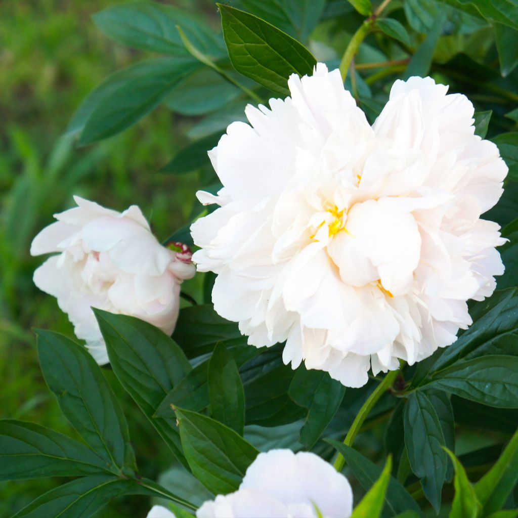 Peonia lactiflora Gardenia