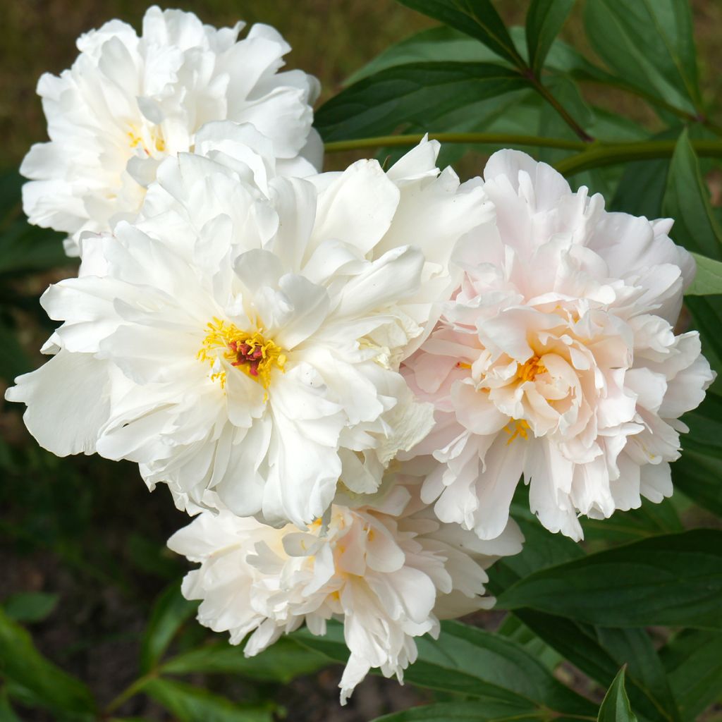 Peonia lactiflora Gardenia