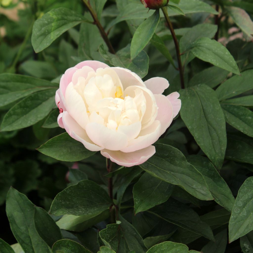 Peonia lactiflora Gardenia